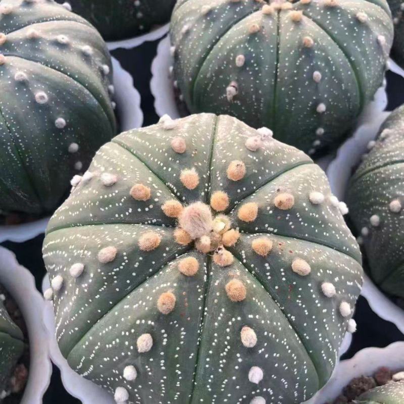 星兜仙人球有量批发