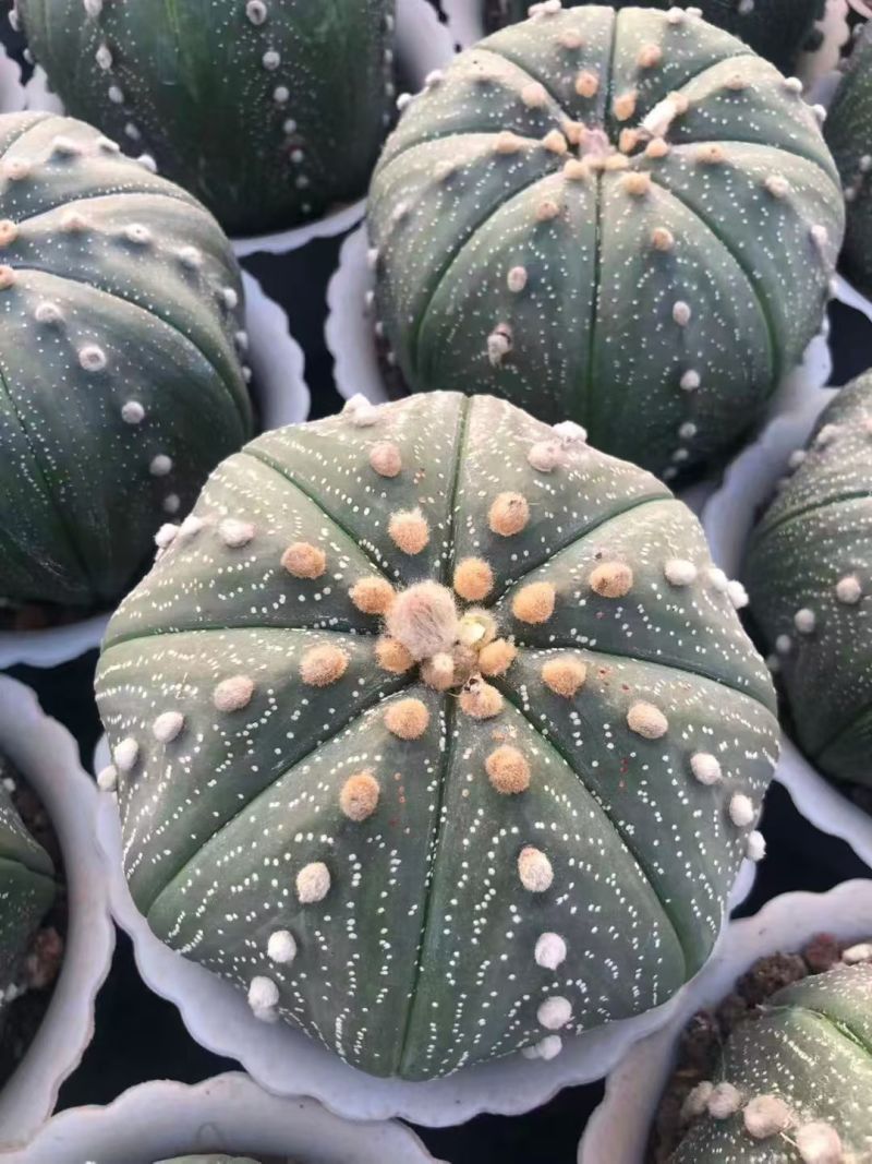 星兜仙人球有量批发