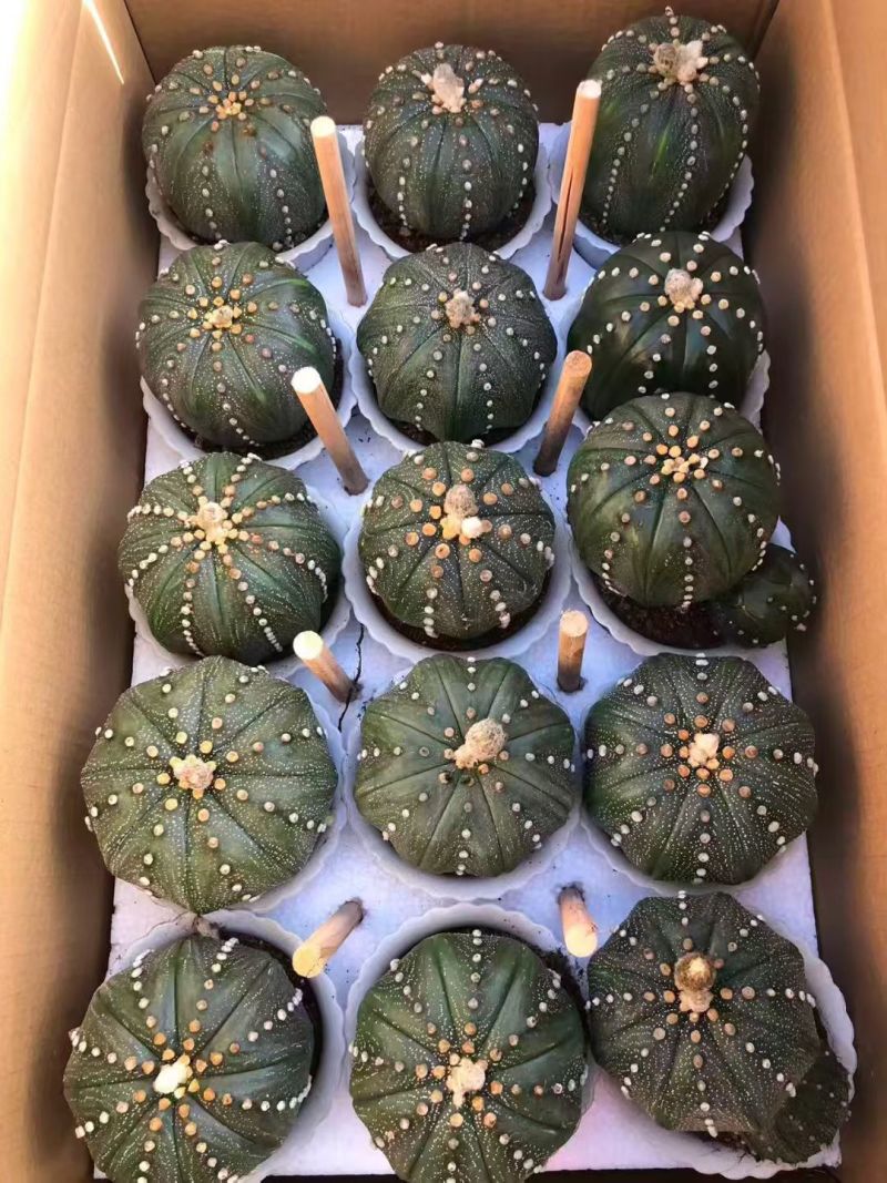 星兜仙人球有量批发