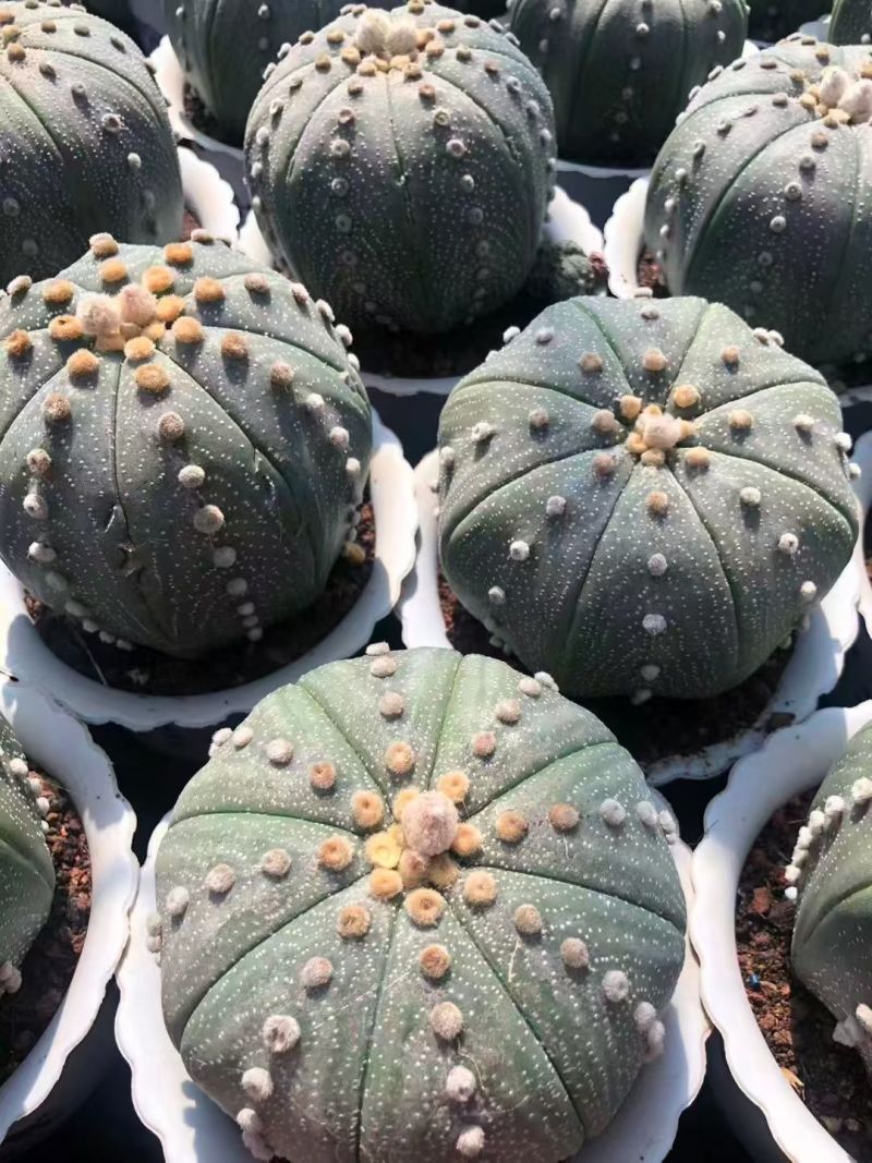 星兜仙人球有量批发