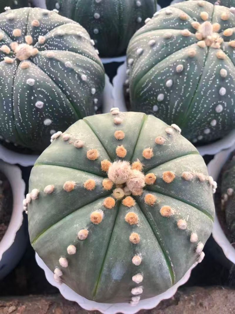 星兜仙人球有量批发