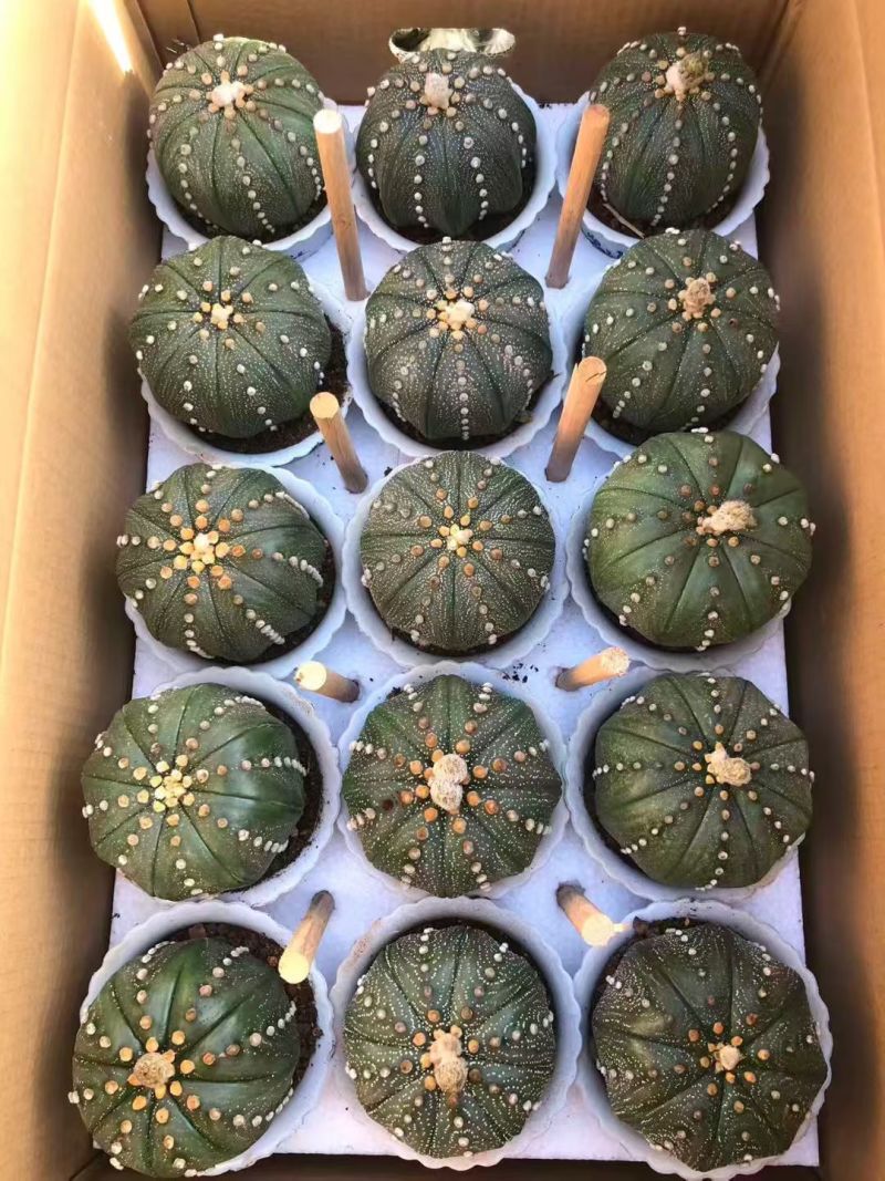 星兜仙人球有量批发