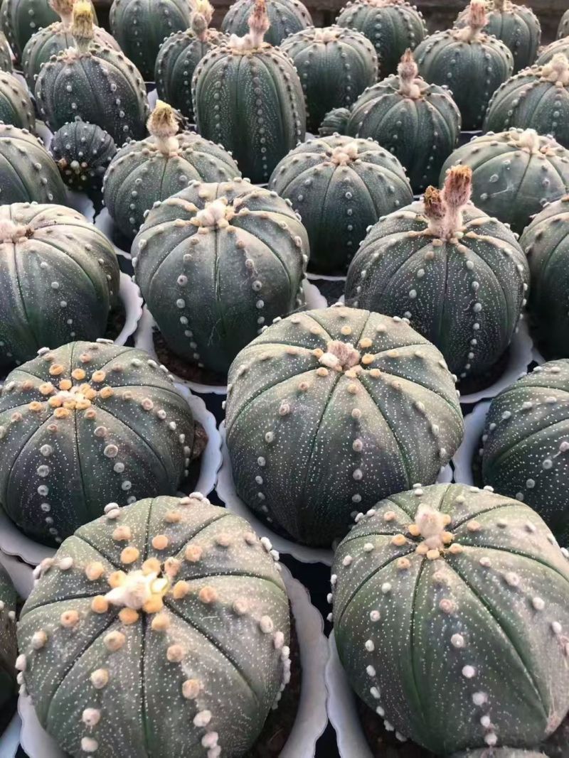 星兜仙人球有量批发