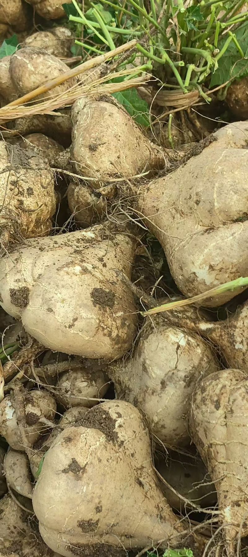 城固县豆薯地瓜大量上市。。质量好价格低。一手货源。全国发