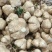 城固县豆薯地瓜大量上市。。质量好价格低。一手货源。全国发