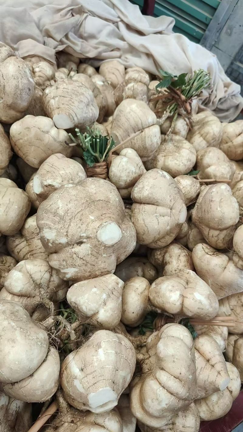 城固县豆薯地瓜大量上市。。质量好价格低。一手货源。全国发