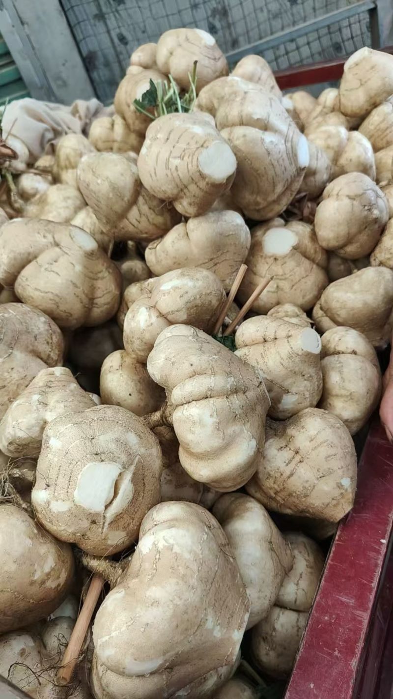 城固县豆薯地瓜大量上市。。质量好价格低。一手货源。全国发