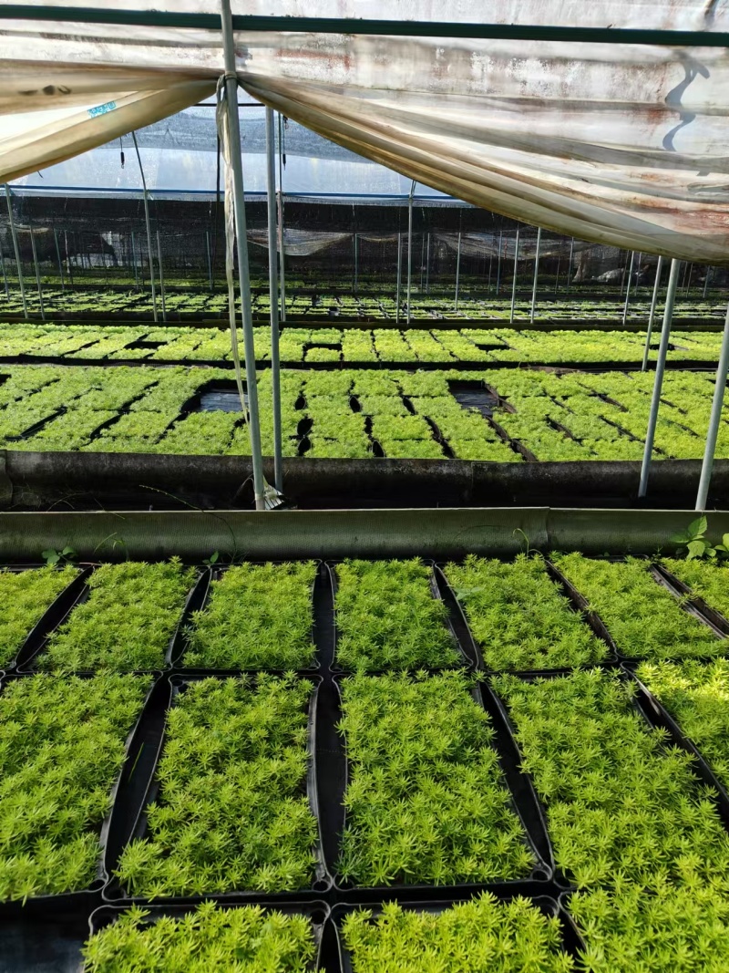 黄金佛甲草有量批发