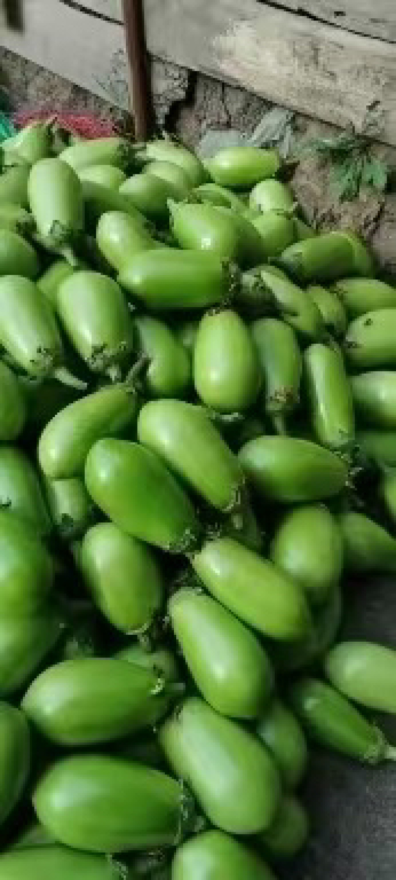 辽宁大量青茄，茄子量大从优，新鲜采摘，货源充足