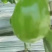 辽宁大量青茄，茄子量大从优，新鲜采摘，货源充足