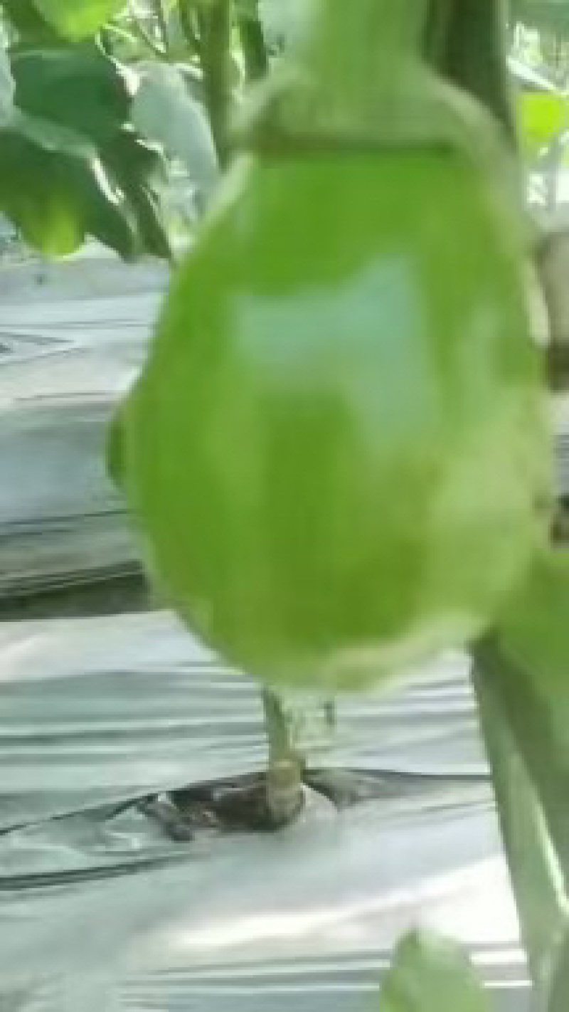 辽宁大量青茄，茄子量大从优，新鲜采摘，货源充足