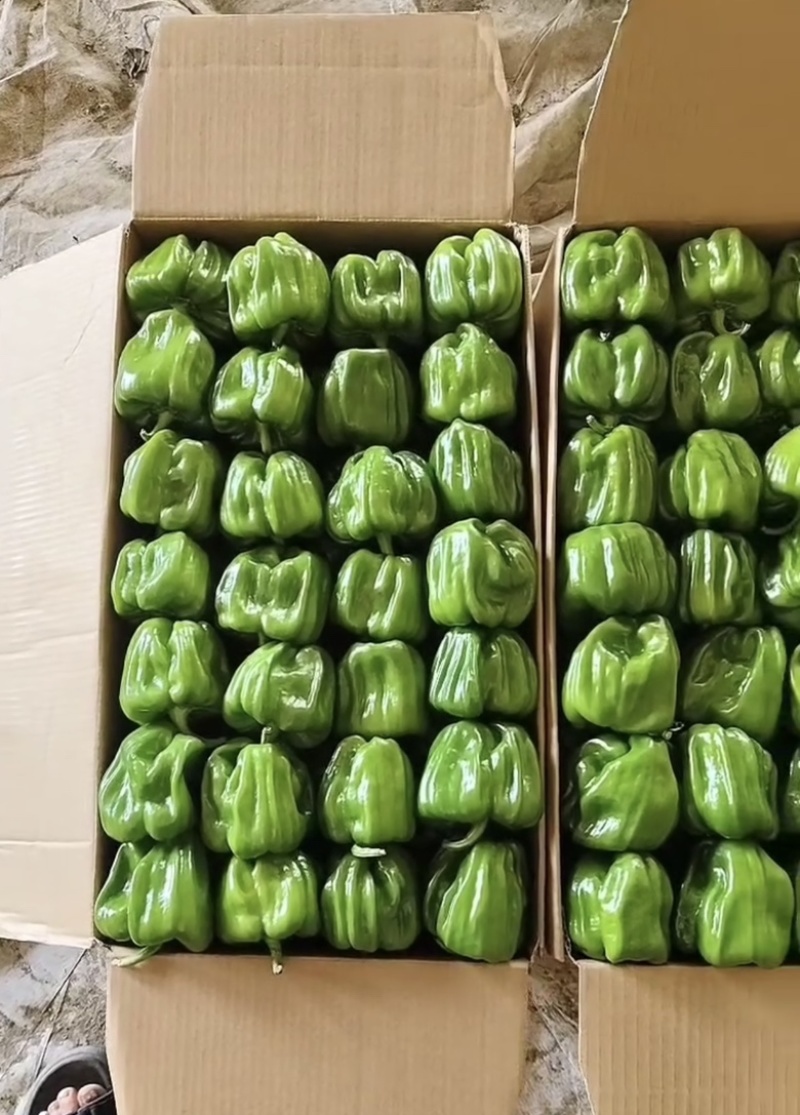 鲜辣椒圆椒大量供应，新鲜货源，产地直发，欢迎咨询