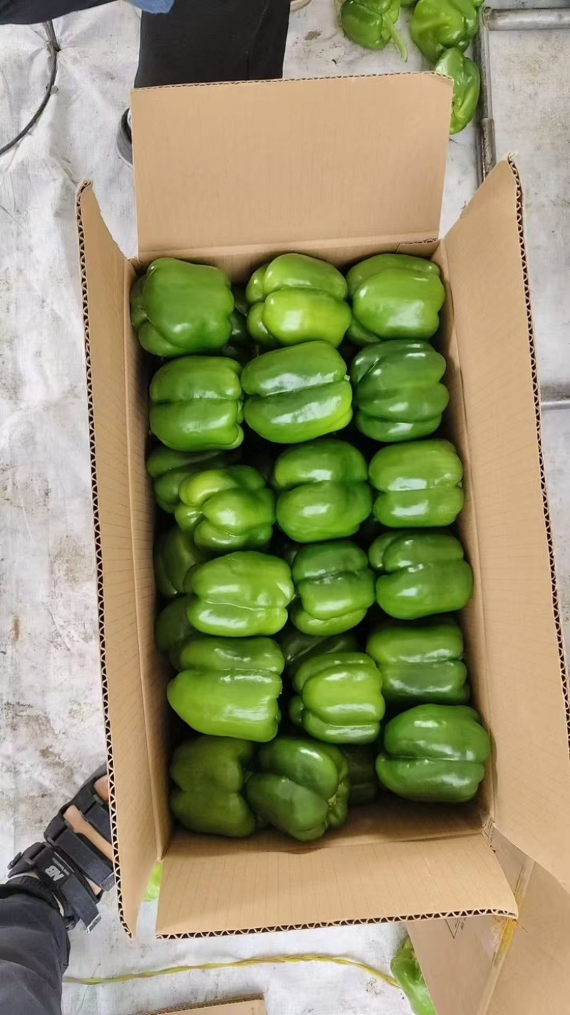 鲜辣椒圆椒大量供应，新鲜货源，产地直发，欢迎咨询