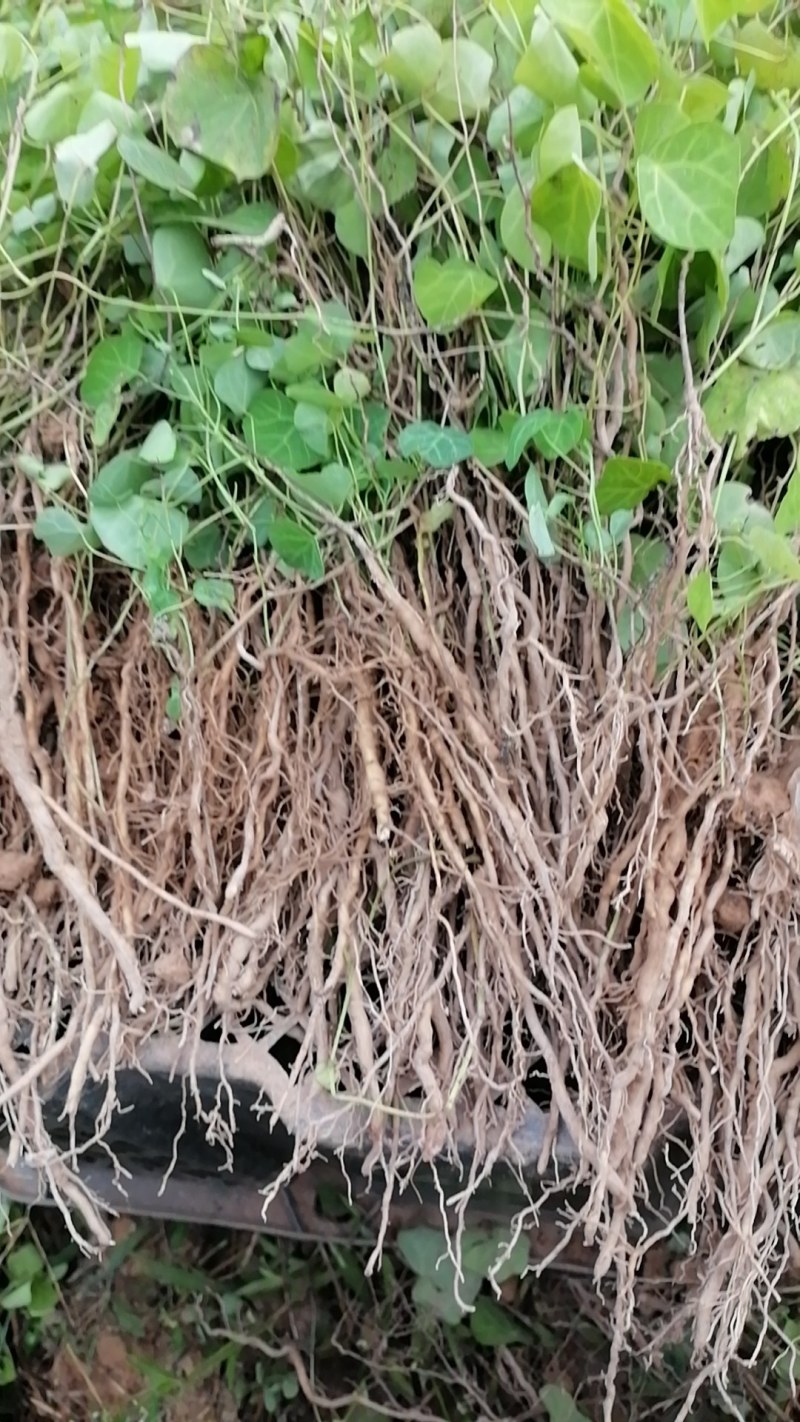赣南地道药材，粉防己苗，防己苗籽育裸根苗大量供应