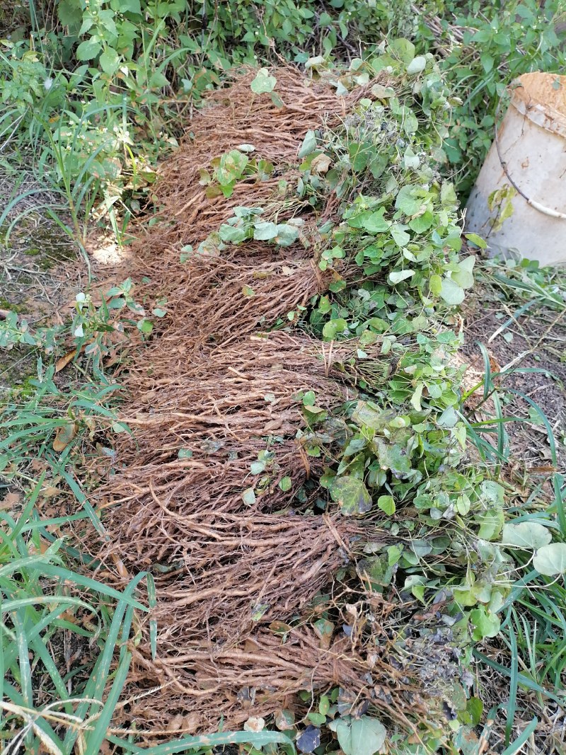 赣南地道药材，粉防己苗，防己苗籽育裸根苗大量供应