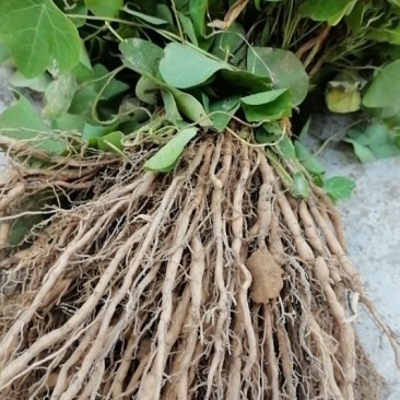 赣南地道药材，粉防己苗，防己苗籽育裸根苗大量供应