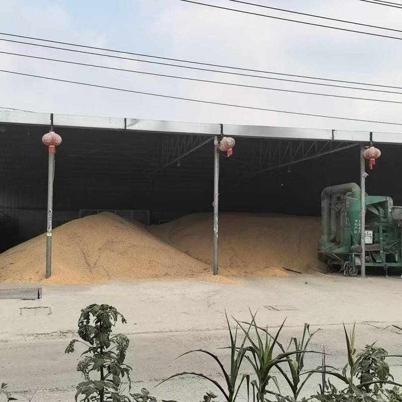 【推荐】玉米粒大吨位供应，量大从优价格美丽欢迎来电
