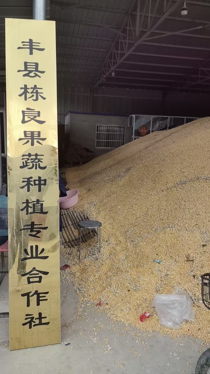 【推荐】玉米粒大吨位供应，量大从优价格美丽欢迎来电