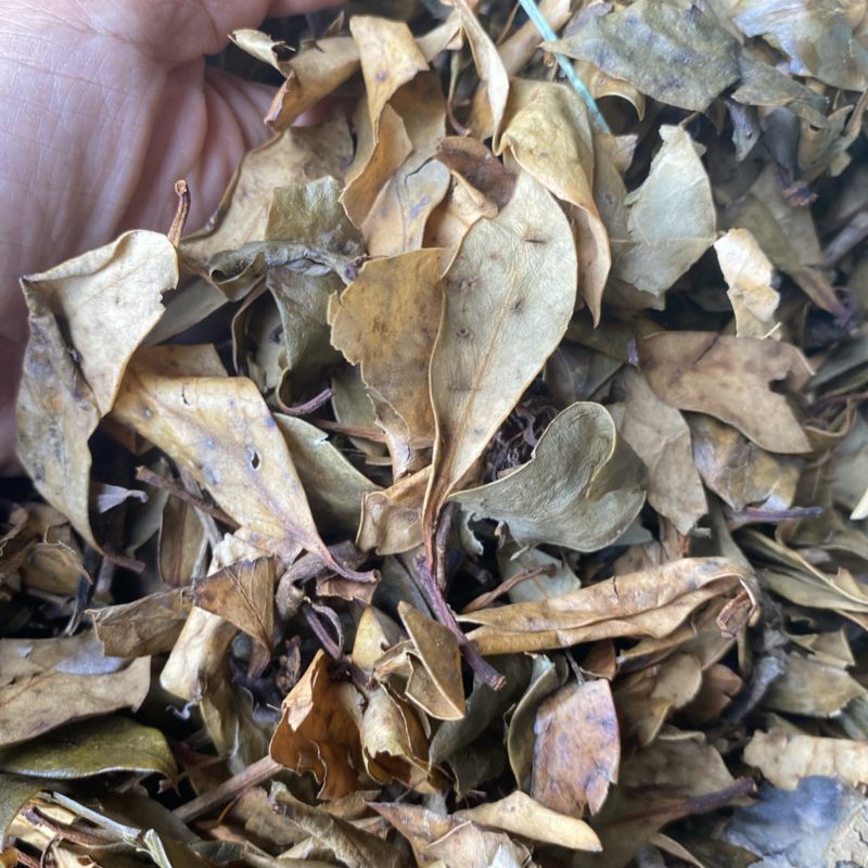 八角叶货源充足量大从优支持视频看货欢迎来电洽谈
