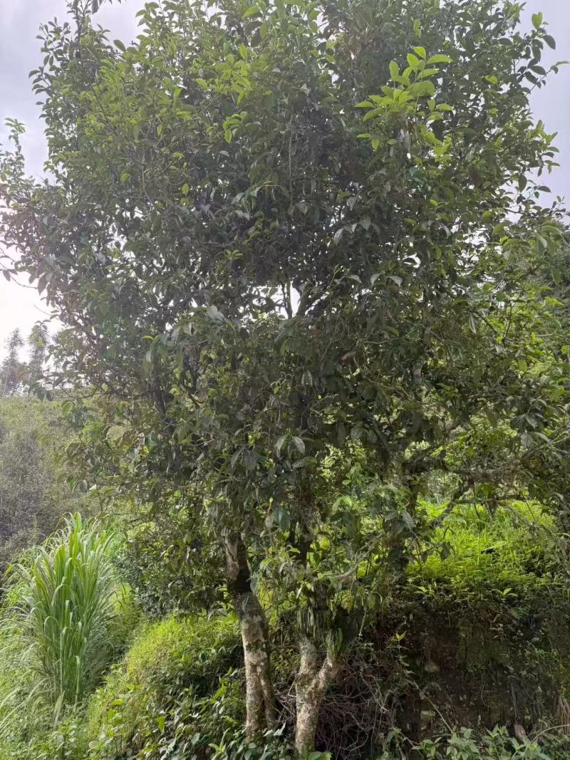 大树茶