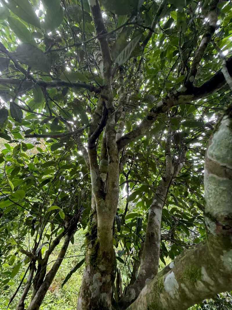大树茶