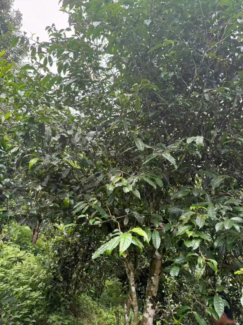 大树茶