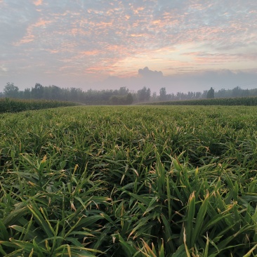 大姜山东济宁