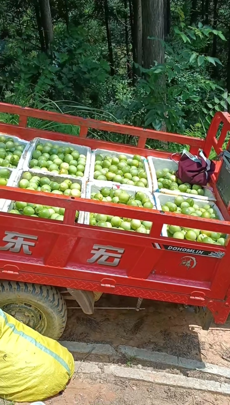黄金百香果