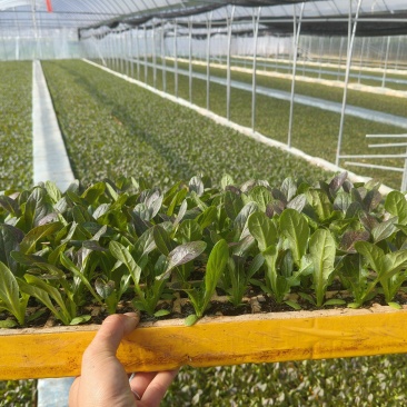 紫叶香笋苗