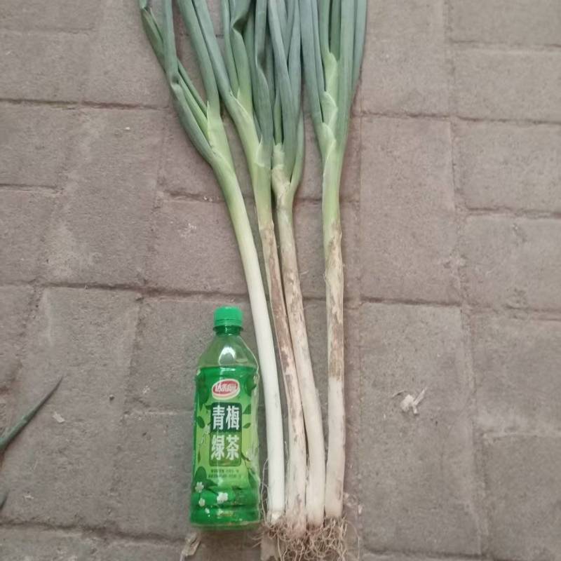 长白大葱