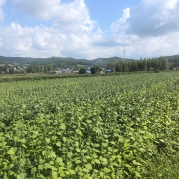 推荐：桦南紫苏籽紫苏基地种植亚麻酸欧米茄3**