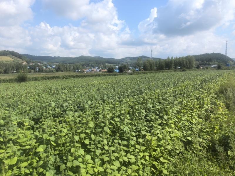 推荐：桦南紫苏籽紫苏基地种植亚麻酸欧米茄3**