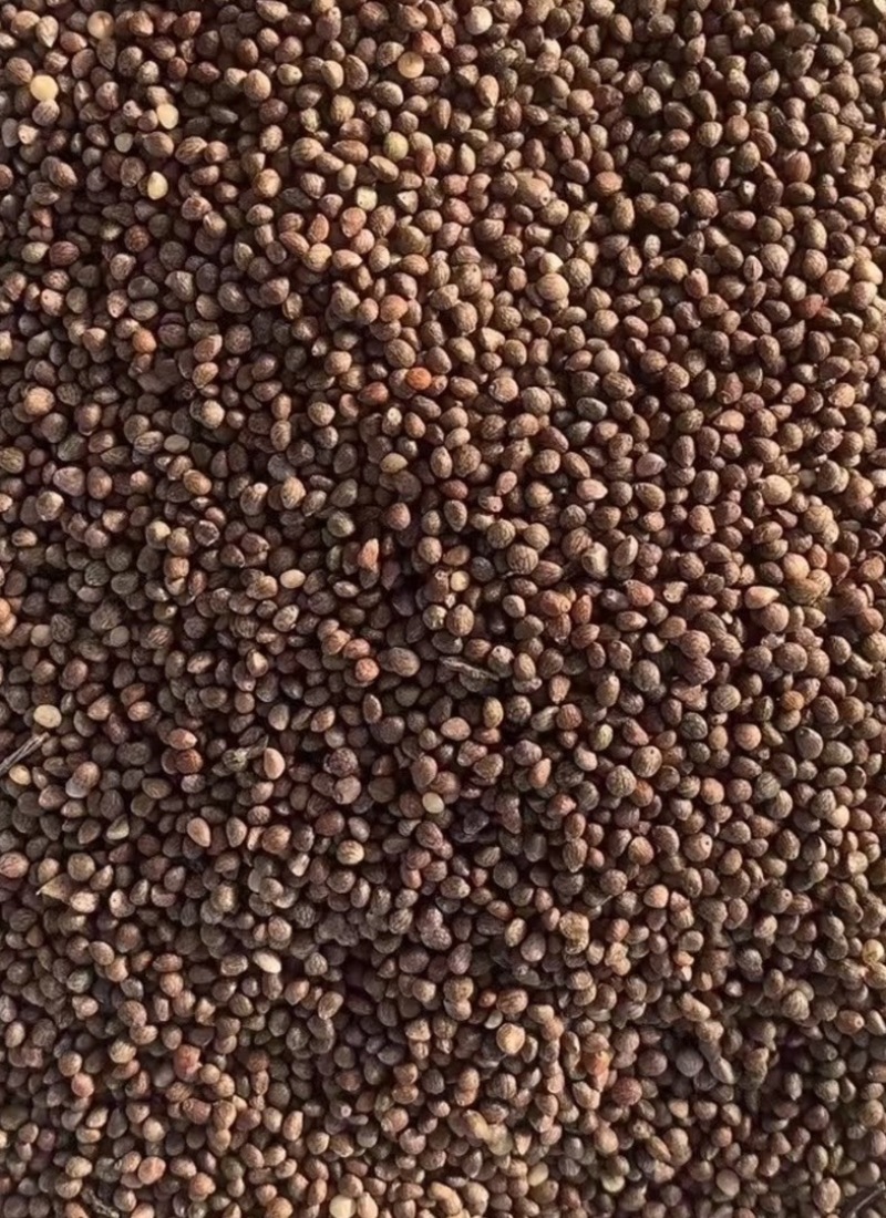 推荐：桦南紫苏籽紫苏基地种植亚麻酸欧米茄3**