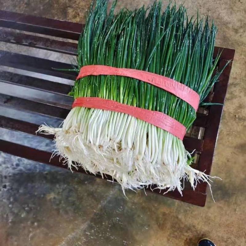 金东区新鲜小葱，香味浓郁，家庭必备蔬菜