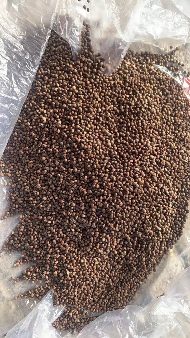推荐：桦南紫苏籽紫苏基地种植亚麻酸欧米茄3**