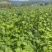 推荐：桦南紫苏籽紫苏基地种植亚麻酸欧米茄3**