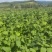 推荐：桦南紫苏籽紫苏基地种植亚麻酸欧米茄3**