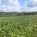 推荐：桦南紫苏籽紫苏基地种植亚麻酸欧米茄3**