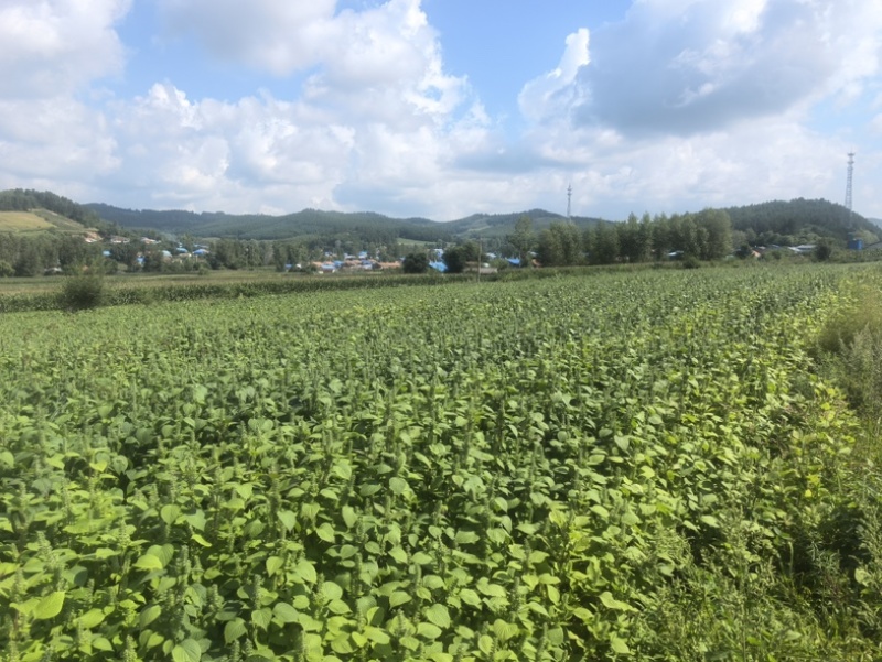 推荐：桦南紫苏籽紫苏基地种植亚麻酸欧米茄3**