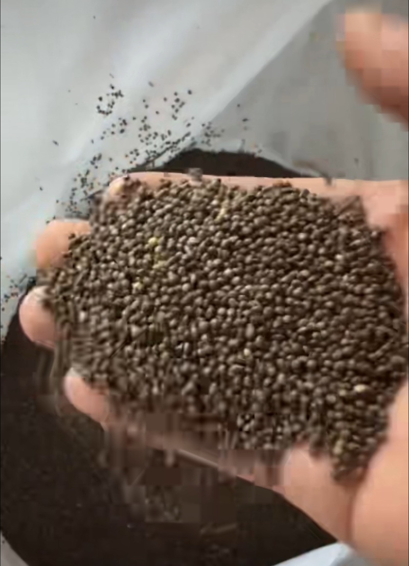 推荐：桦南县咖啡色紫苏籽食品级别符合出口标准