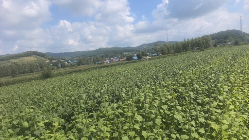 推荐：桦南县咖啡色紫苏籽食品级别符合出口标准