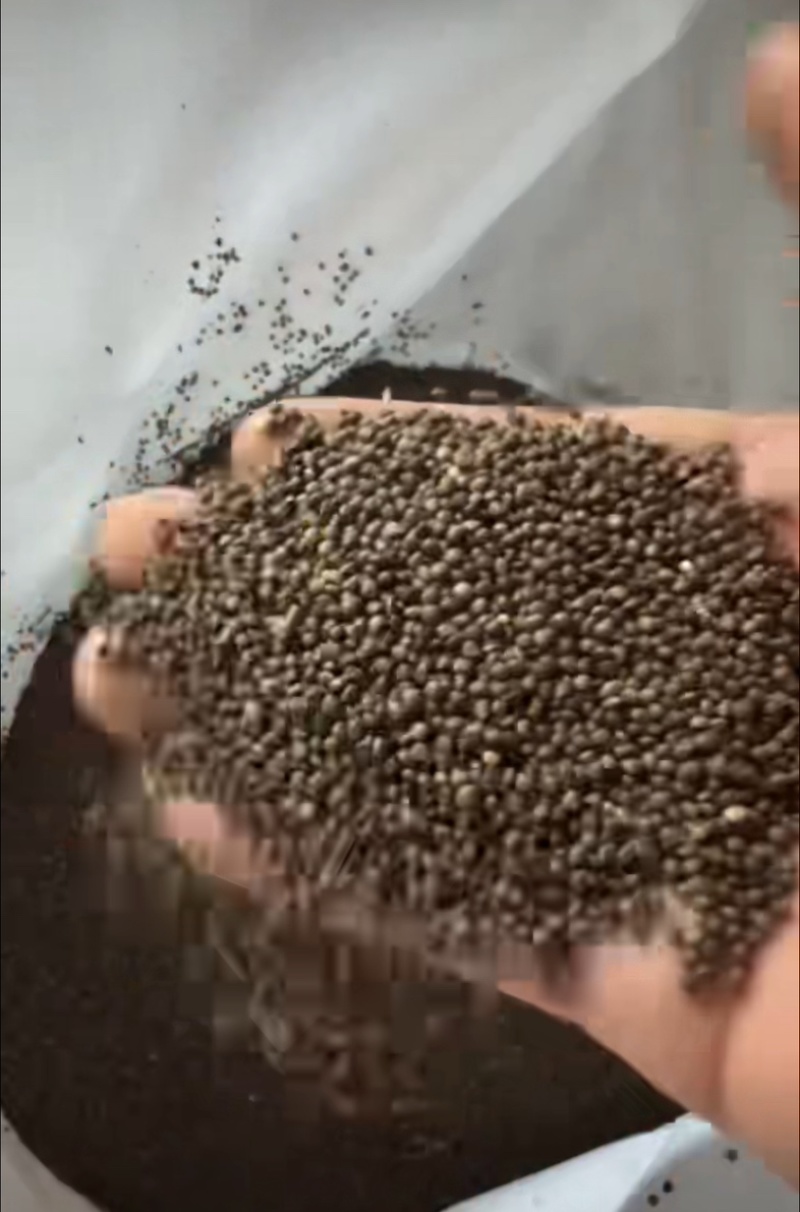 推荐：桦南县咖啡色紫苏籽食品级别符合出口标准