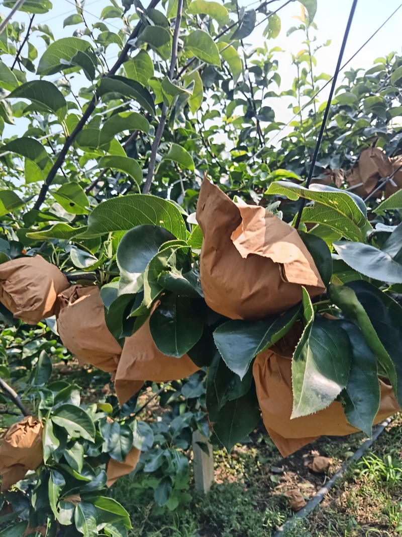 烟台秋月梨大量成熟