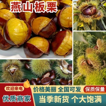 河北秦皇岛燕山板栗货量大耐运输颗粒饱满大小个头都有接餐饮加工