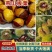 河北秦皇岛燕山板栗货量大耐运输颗粒饱满大小个头都有接餐饮加工