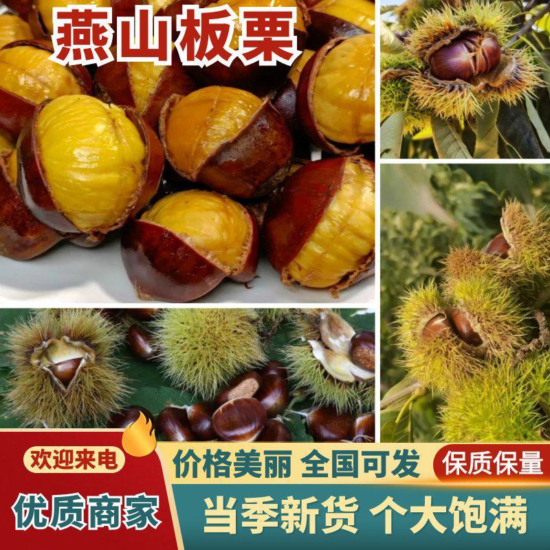 河北秦皇岛燕山板栗货量大耐运输颗粒饱满大小个头都有接餐饮加工