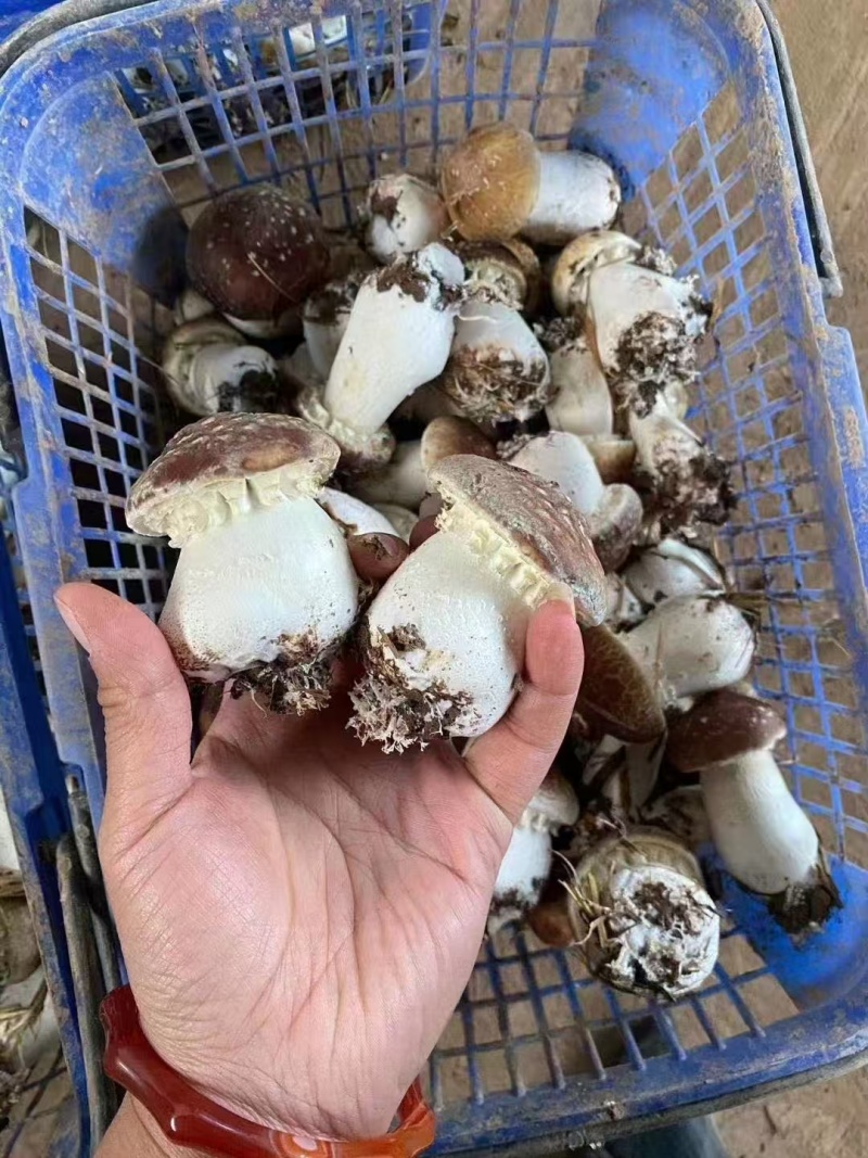 大球盖菇菌种