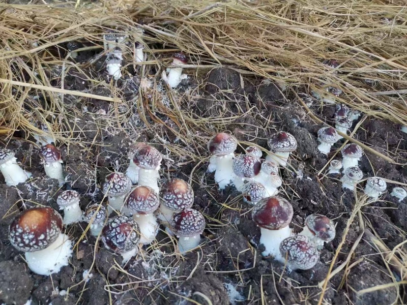 大球盖菇菌种