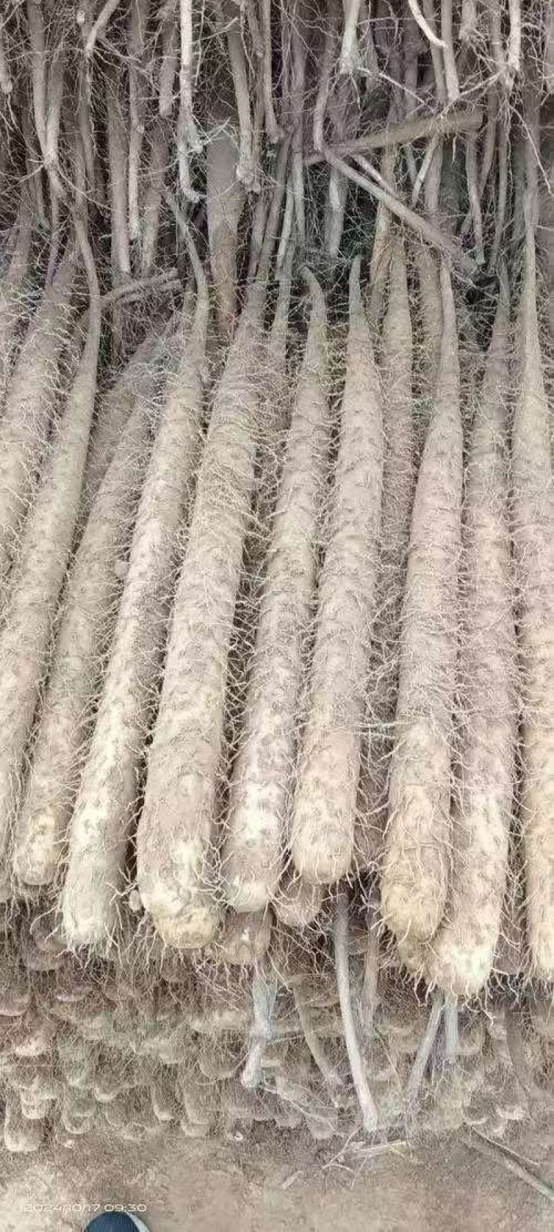 【量大优惠】河北双棒山药品质保障对接全国批发电商商超