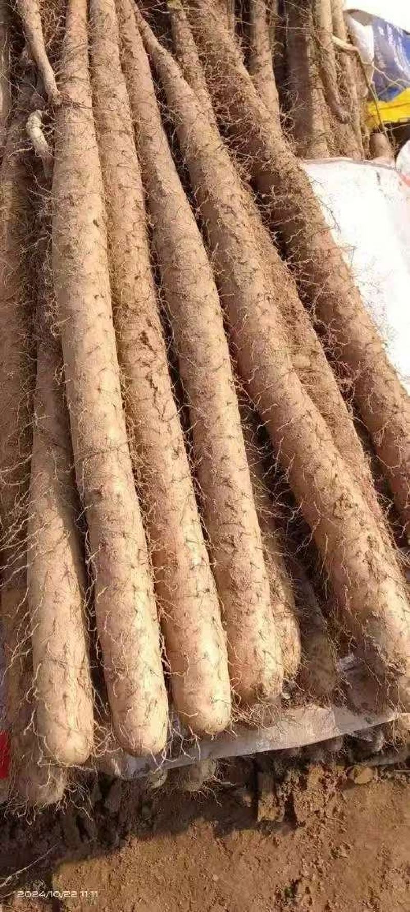 【量大优惠】河北双棒山药品质保障对接全国批发电商商超